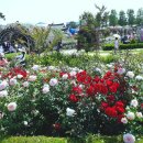 장미축제 이미지