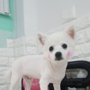뽀미 애견 미용샵 이미지