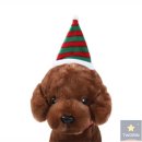 코디애견샵 이미지