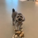 피터펫 카페 안산점 이미지