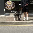 멍멍하개 이미지