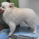 이누펫살롱 이미지