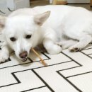 꼬소미 애견수제간식 | ⭐️숭의동 애견수제간식 멍이네이야기 방문 후기⭐️