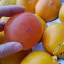 반시홍시 이미지