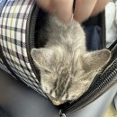 나비동물병원 이미지