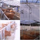 어송농장 이미지