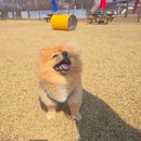 와스타디움 | [경기/안산] 안산 와스타디움 반려견 놀이터 방문후기