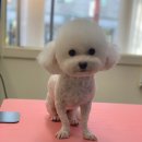 더퍼스트펫살롱 이미지