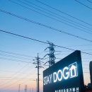 스테이독 이미지