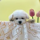 퍼피어스