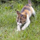 나는고양이 이미지