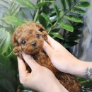 느낌있개 이미지