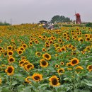 강주 해바라기 축제 이미지