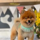 트리멍마마 이미지