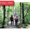 황금산뿌리
