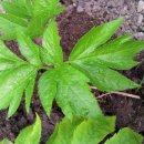 고수 카카오 검색결과