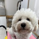 바멍샵 이미지