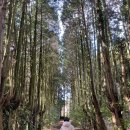 비밀의숲 | 제주 가볼만한곳 비밀의숲 후기