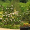 댕강 댕강 이미지