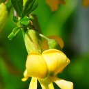 골담초 꽃 & 리시마키아(옐로우체인) 이미지