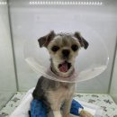 24시 웰니스 동물 의료센터 이미지