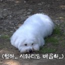 뽀송 이미지