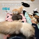 야행성 | 김포 가볼만한곳 야행성 강아지 고양이 데이트