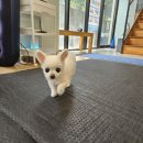 봄나래동물병원 이미지