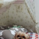 쪼쪼애견 이미지