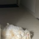 월곡1동 행정복지센터 1층(북까페) 행복둥지 | 바삐 움직이는 요즘 일상(치과 스터디,구강보건교육,미메시스뮤지엄,서재페,야구관람,아이패드후기)