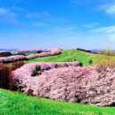 서산 해미읍성, 충남여행 서산가볼만한곳 국내관광지 추천 이미지