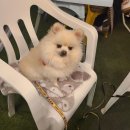 플러스동물병원 | 영등포 동물병원 플러스동물메디컬센터 슬개골탈구수술 후기