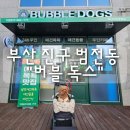 버블독스 - 달서구 | 부산 진구 범전동 "버블독스" 내돈내산 후기