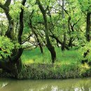 우포늪 생태 사진전 이미지