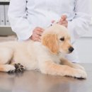 24시 나음동물의료센터 이미지