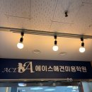 안산에이스애견미용학원