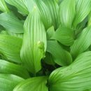 비비추공원 | 비비추 꽃말 | 비비추 번식 방법 물주기 | 비비추 효능 독성 제거 방법「줄무늬비비추」