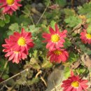 파인포유 이미지