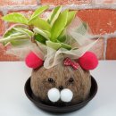 반려식물 원예화분 공예 이미지