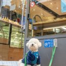 도꾸도꾸 이미지