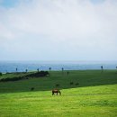 삼풍목장 이미지