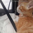 오주동물병원 이미지