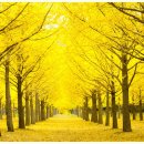 은행나무 이미지