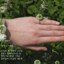 꽃반지