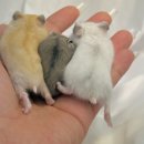 선셋 햄스터리 이미지