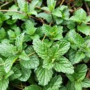 가득농장 이미지