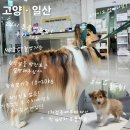 강아지고양이편의점24시일산라페점 | 과잉진료X 설명도 자세한, 24시 헬릭스동물병원 일산점 건강검진후기