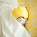 냥이의꿈 이미지