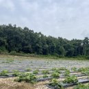 여주시 연라동 12번지 700평 토지 계획 관리지역 (여주역5km)거리 매매합니다 이미지