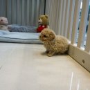 퍼피하우스 인천송도점 이미지